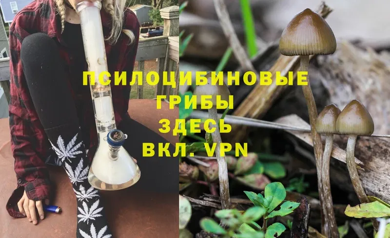 Галлюциногенные грибы Psilocybine cubensis  Орёл 